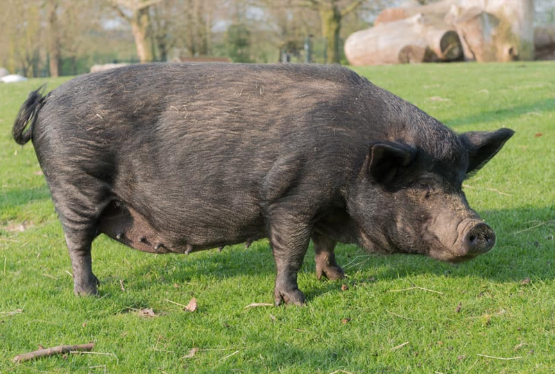 dierenweideleidscherijn dierenweideleidscherijn