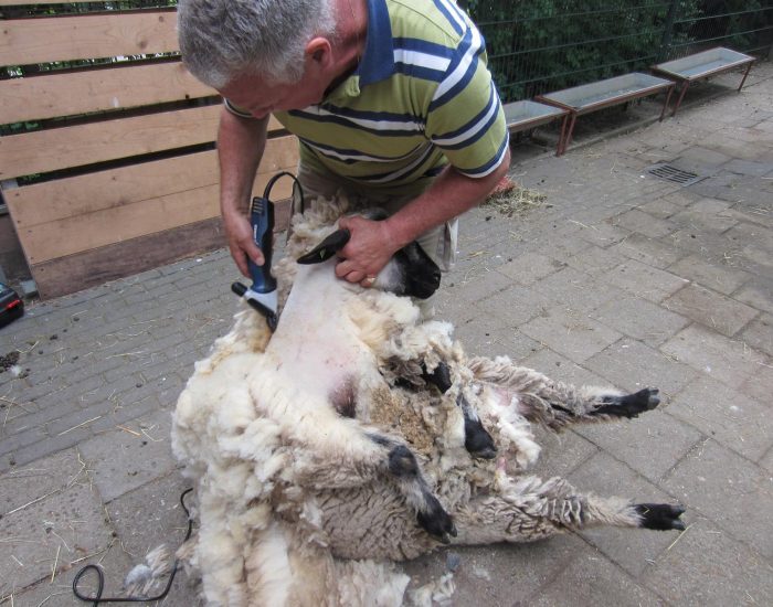 Schapen scheren Schapen scheren